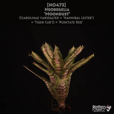 【送料無料】Neoregelia 'Moondust'〔ネオレゲリア〕現品発送N0473 | plane plants
