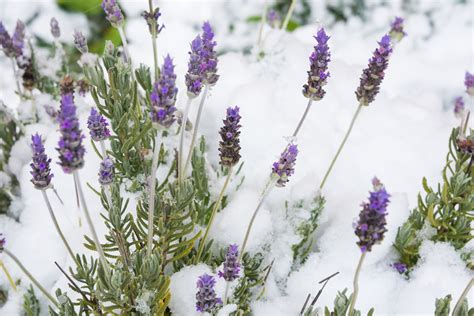 Lavender Plants Indoors
