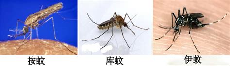 转基因蚊子试验惹争议：想让蚊子不孕不育 却产生了新变种？-转基因,蚊子,变种 ——快科技(驱动之家旗下媒体)--科技改变未来