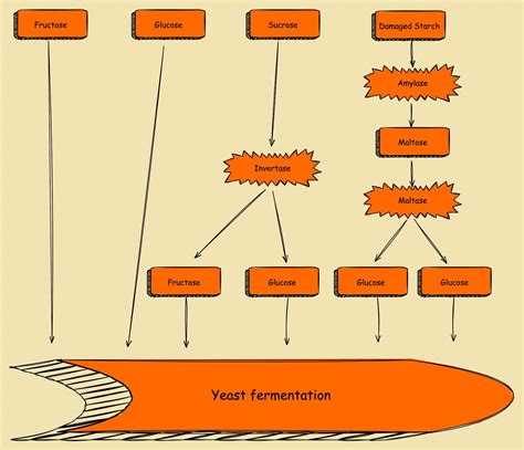 What Is The Process Of Fermentation In Yeast at Kenneth Locke blog