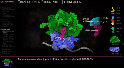 Image result for Post Translation Process Animation