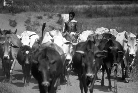 Guardians of the Green: Exploring the Life and Legacy of Bastar's Gond ...