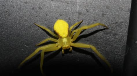 School closes after dozens of spiders found; teacher, student suffer ...