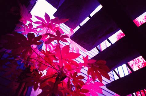 Infrared Video Editing 的图像结果