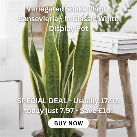 Coleus canina (Plectranthus caninus) - Piss Off Plant - Pack of THREE ...