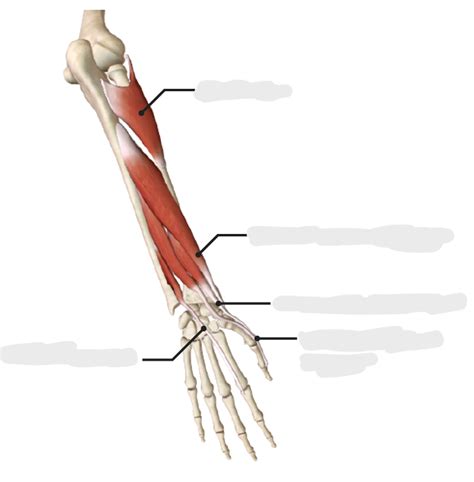 Image result for Contralateral Forearm