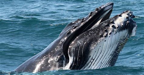 Whale Watching Experience on Luxury Superyacht - Klook