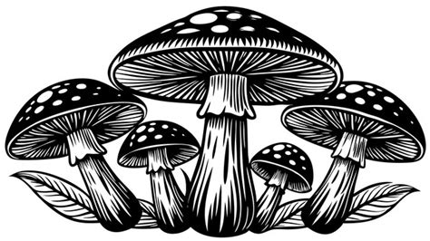 Vector illustration of poisonous mushrooms handdrawn for authenticity ...