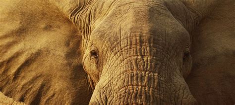 Animal World HTML Template