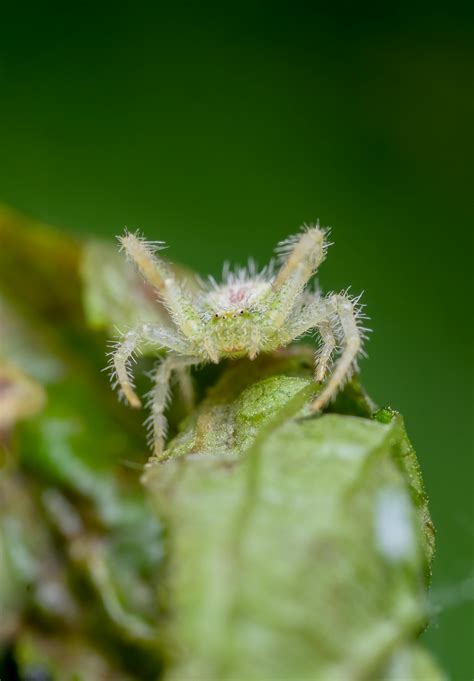 Image result for Dark Insect Screen