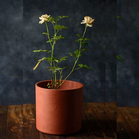 Patina Passion Terracotta Planters (Set of 2) – Garden Up