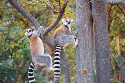 10 Interesting Facts About Madagascar | Bunnik Tours