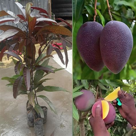 Grow Black Stone Mango Fruit Plant ( Grafted ) Worldwide Shipping