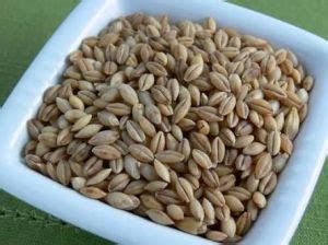 Pulverized Sugar,Barley Cattle Feed Powder Manufacturer Exporter in ...