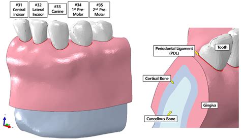 Fixed orthodontic appliances trigger more gingival changes than clear ...