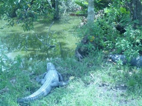 Everglades Hummer Adventures (Miami) - 2022 What to Know Before You Go ...