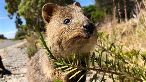 The Quokka: Physical Characteristics Of Nature’s Happiest Marsupial