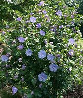 Image result for Blue Chiffon Hibiscus for Sale