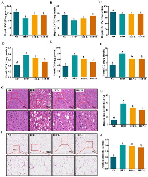 Hericium erinaceus Protein Alleviates High-Fat Diet-Induced Hepatic ...