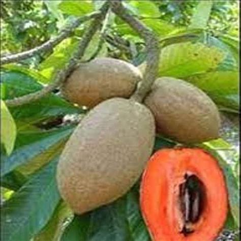 Sarika Nursery Chiku Hybrid Plant Fruit & Fruit Trees [SN-350] : Amazon ...