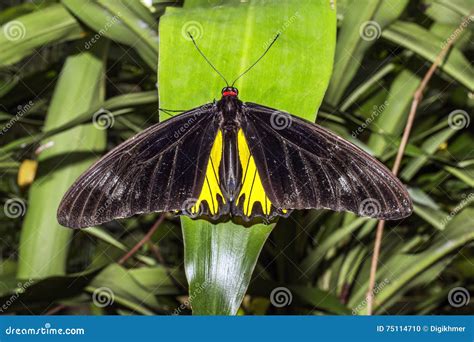 Big Black and Yellow Butterfly, Troides Helena Cerberus, Golden ...