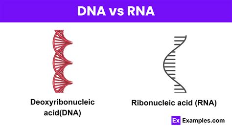 Image result for DNA Vs RNA Codons