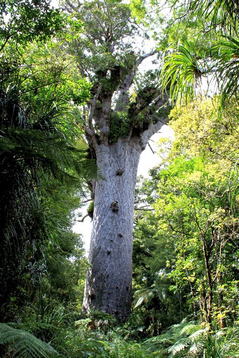 Image result for Biggest Kauri Tree