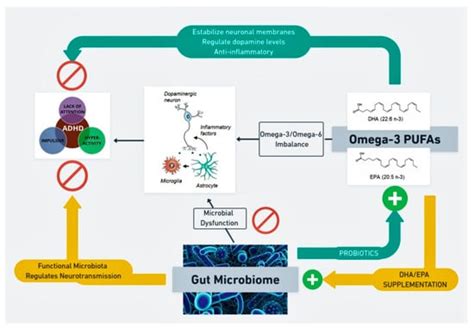 Current Evidence on the Role of the Gut Microbiome in ADHD ...
