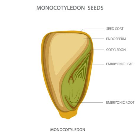 Monocotyledon, Plants with single cotyledon, parallel-veined leaves ...