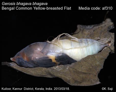 Gerosis bhagava | Butterfly