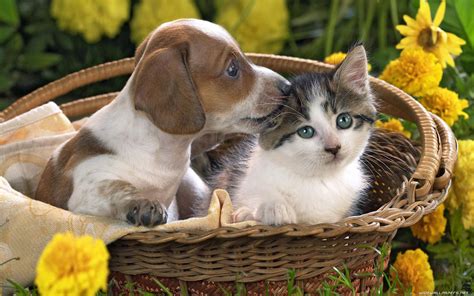 [100+] Cat And Dog Wallpapers | Wallpapers.com