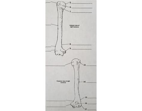 Humerus Bony Landmarks Quiz
