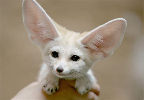 Fennec Fox Extinction 的图像结果