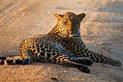 Image result for Afrikaans Tutorials