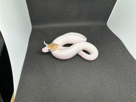 Wicked Wicked Reptiles Ball Python 的图像结果