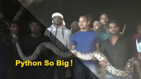 Snake Inside JCB | Two Huge Pythons Rescued Form The Engine Bay Of ...