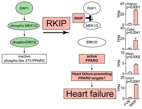 The RAF Kinase Inhibitor Protein (RKIP): Good as Tumour Suppressor, Bad ...