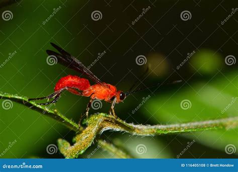 A Parasitic Red Braconid Wasp in Tree Foliage. Stock Photo - Image of ...