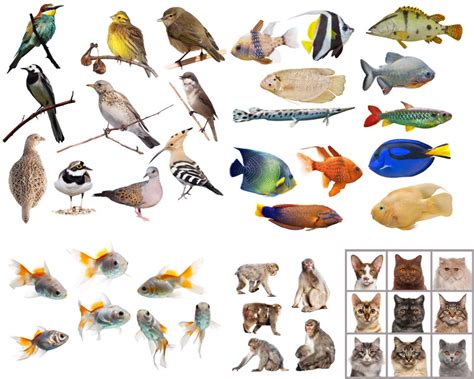 各种动物摄影高清图片 - 爱图网设计图片素材下载