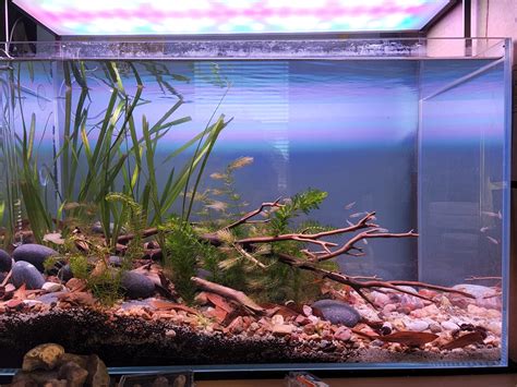 Image result for Native Fish Tank