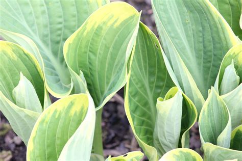 How and When to Divide Hostas