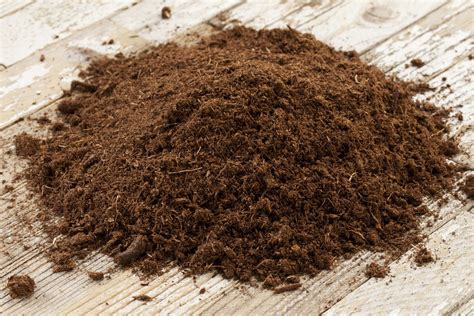 What is Sphagnum Peat Moss and How Do I Use It? | Family Handyman