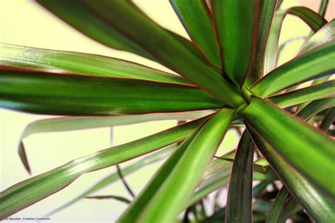 Image result for Exploding SAP Tree