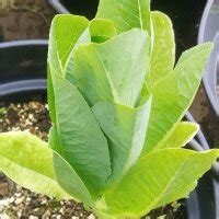 Romaine Lettuce 'Lobjoits Green' (Lactuca sativa) seeds