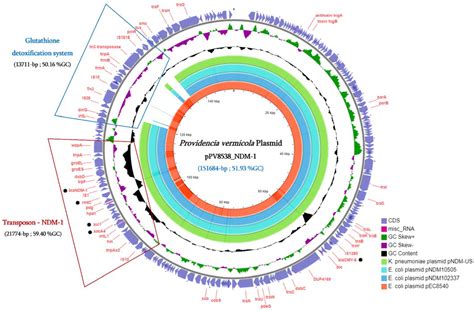 First Genome Description of Providencia vermicola Isolate Bearing NDM-1 ...