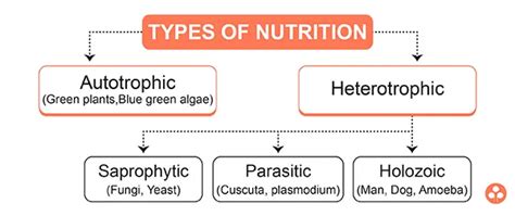 Life Processes Class 10 Notes Science Chapter 6 CBSE