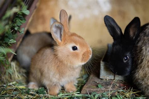 When Did Rabbits Get Domesticated & How? Origin & History | PangoVet