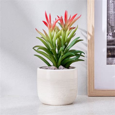 Buy Corsica Barnett Artificial Succulent in Ceramic Pot from Corsica by ...