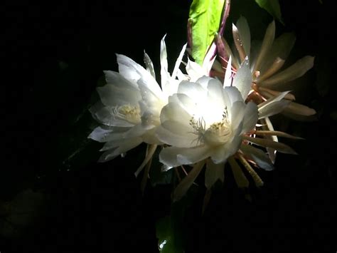 Royal Paradise Gardens Brahma Kamal NishaGandhi (Queen of the Night ...