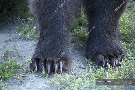 Black Bear Paws